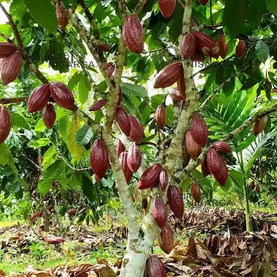 Cacao AOP